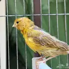 انثى كناري ماء ورد سورية صافية جاهزة. تم البيع