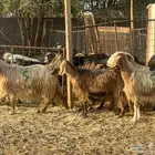 معزا مصريات دفيع وضريع