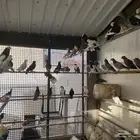 للبيع مجموعة حمام زينة اجوز منتجه
