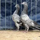 للبيع طبات باكستاني