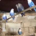 طيور روز للبيع جمله