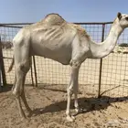 للبيع ركبي