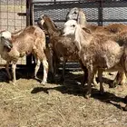 رخال درمانيه صنف