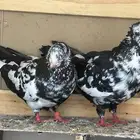 مجموعة حمام قطايف
