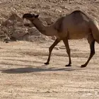 لقية صفرا