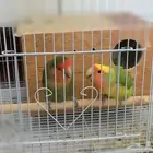 طيور روز انتاج الذكر نص اليف والأنثى غير أليفه