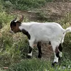 معزا قزمية