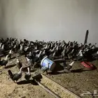 دجاج بياض العدد 175 أنواع فيومي وبلدي