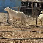 فحل حري مشروط نسف. تم البيع