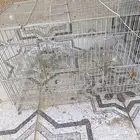 اغراض قطه