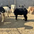 خروف نجدي عمره 6 شهور