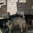 ضأن نجد طيبات مقاني نظيف تم البيع