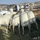 بهم صمع طليان