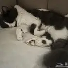 قطة شيرازية أنثى للتبني