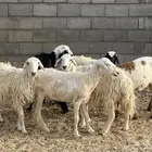 باقي اربع رخال بلديه
