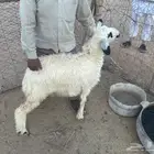 رخل للبيع العمر 5 او 6 شهور