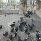 بط حمام
