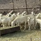 حريات صنف وصغار سن