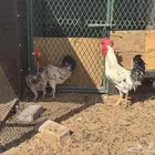 ديك و دجاج العدد 5