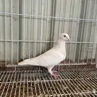 جوز زاجل لمون منتج وركوب