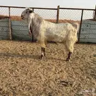 البيع تيس هولندي في الخرج