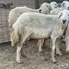 16 غنم حريات دفيع غنم طيبه تبارك الرحمن تم البيع