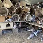 حمام قطيفي