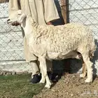 نعجه حرشا حريه صنف دافع شرط واصله فحص سونار