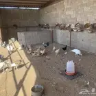 للبيع دجاج بلدي ورومي