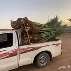 صقعي مجدول