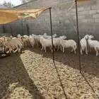 رخال مقاني