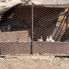 شبوك بقلاوه