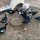 بط مصري