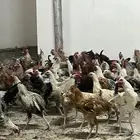 ديوك مشكله