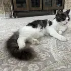 التبني ذكر شيرازي 4 شهور