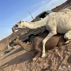 قعود روماني كفو