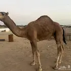 قعود احمر كناني