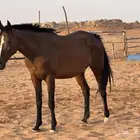 فرس