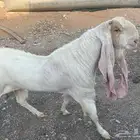 تيس فحل