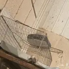 اقفاص عصافير منوعه