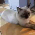 قطة هميالايا لتبني