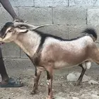 فحل السن سديس مشروط