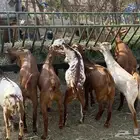 تيوس للبيع بلدي نظيف