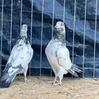 للبيع اخوان تيدي مياه نذير