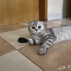 قطة للتزاوج سكوتش فولد