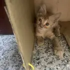 قطه صغيره للتبني تحتاج رعايه