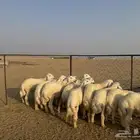 طليان حريه طيبه عدد 29 راس