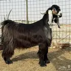 تيس اسفع طيب جدا