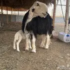 نجد
