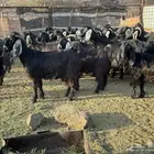معزا. و جفار عوارض صنف ( تم البيع )